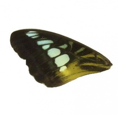 PARTHENOUS SYLVIA FRONT WING (BROWN)